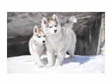 Алтай_Husky Heaven Epic Hero_Сибирский хаски и Буран, Западно-сибирская лайка 
двое: я и мой брат 

Просмотров: 1257 
Комментариев: 3