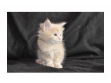 Мэйн кунчики от 17 февраля 2012 года - на фото котятам 1 месяц 
Хортон - резерв 

Просмотров: 1013 
Комментариев: 1