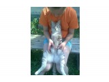 Фото090
Доча мучает кота

Просмотров: 120
Комментариев: 