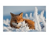 Чукотка 2012 
Firefox 

Просмотров: 796 
Комментариев: 8